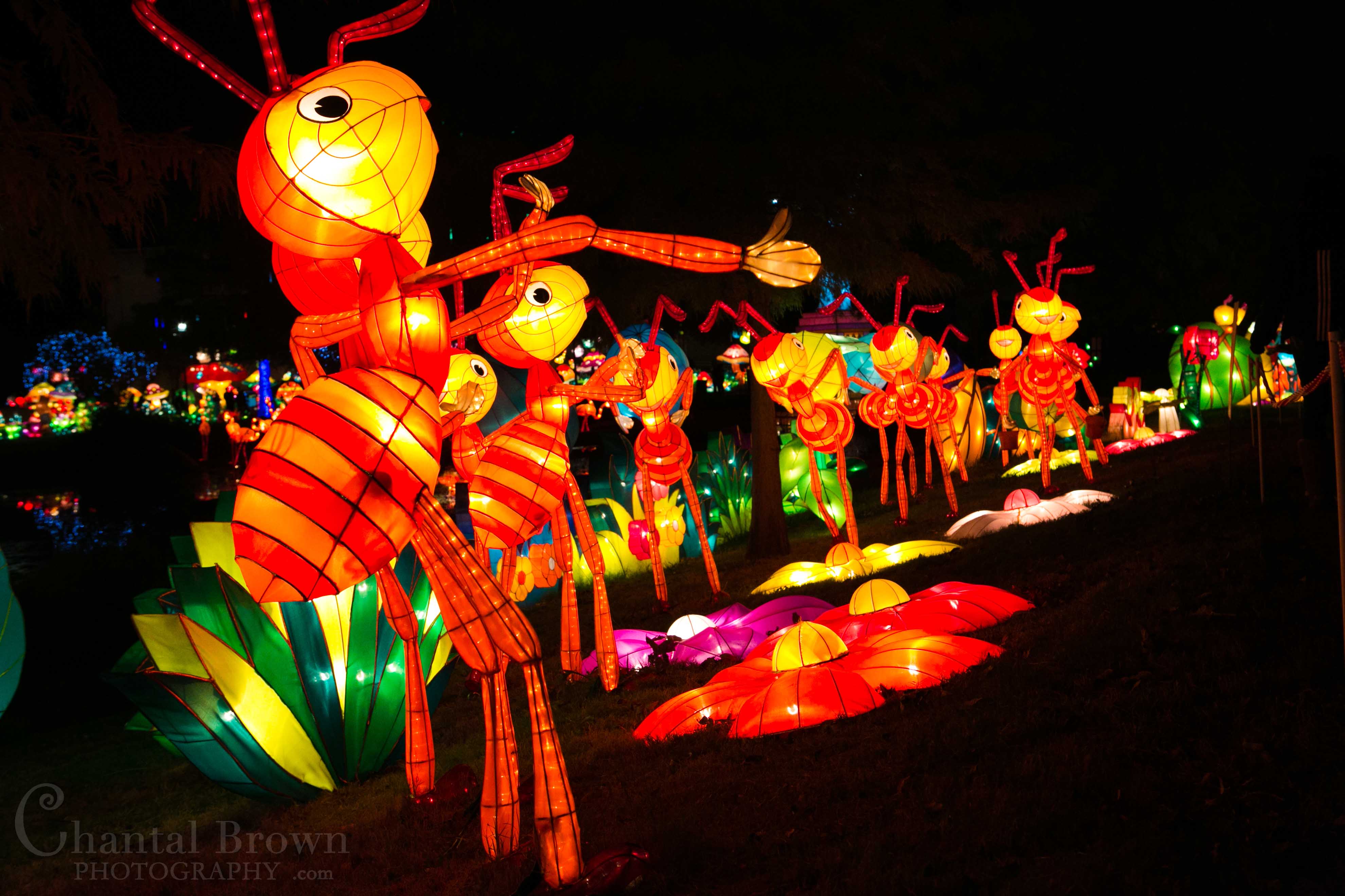 Gorgeous colorful lights of ants flowers at Chinese Lantern Festival in Dallas Fair Park Photographer